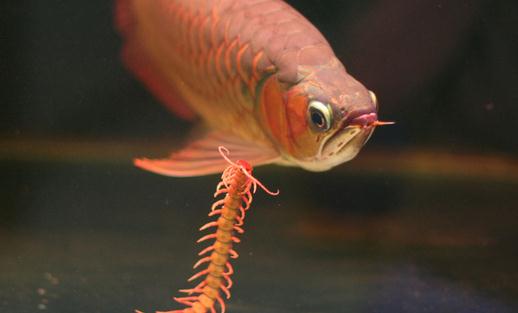 龍魚如何養護？龍魚是什麼？