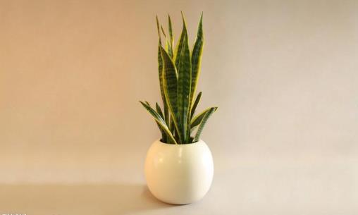 不太起眼能淨化空氣的綠色植物適合給室內添置的植物