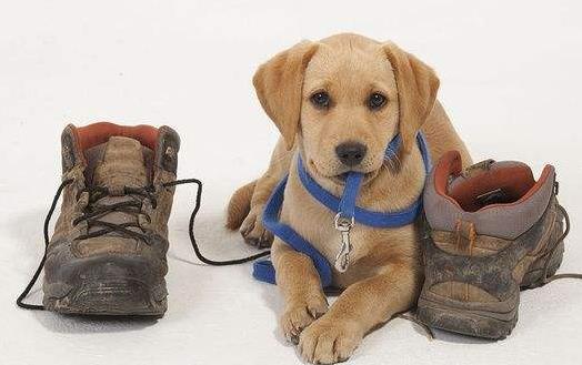 狗狗亂咬鞋子原來是好奇心在作怪