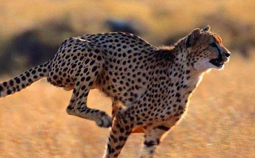 豹子小身軀有著大能量關於豹子的冷知識