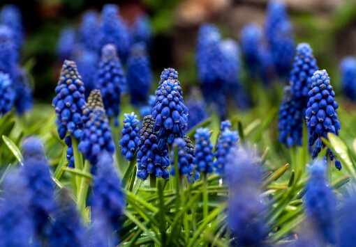 風信子對家居環境的影響-風信子的風水學應用