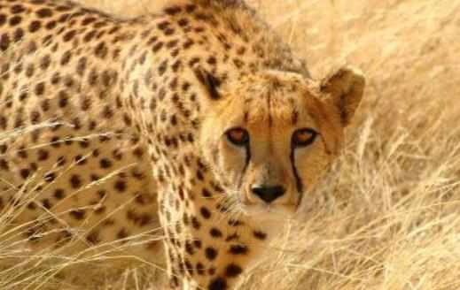 素食動物恐怖吃肉記素食動物本質太弱而吃不肉