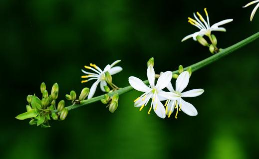 吊蘭葉尖乾枯了還有救嗎?