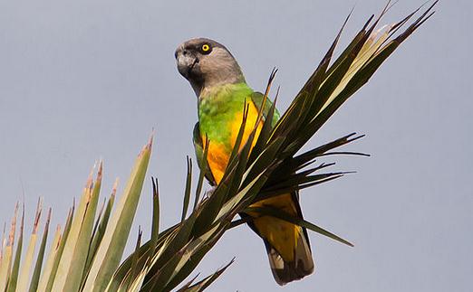 塞內加爾鸚鵡的飼養方法塞內加爾鸚鵡的繁殖方法