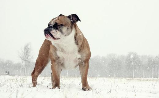 英國鬥牛犬怎麼訓練？英國鬥牛犬怎麼養？