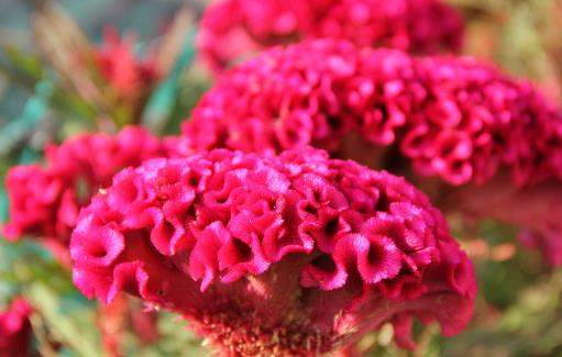 哪種花最好養？6種花，耐乾旱、好養活，開花還美豔