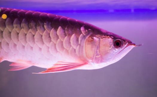 不同的觀賞魚有不同的意義觀賞魚飼養方法