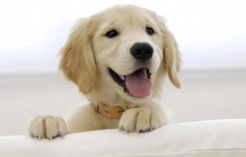 喂小狗吃飯狗狗用餐順序的訓練方法