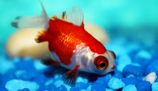 教你正確飼養金魚的方法