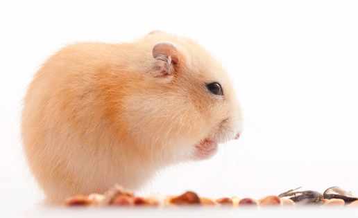 新手飼養倉鼠需要注意哪些地方