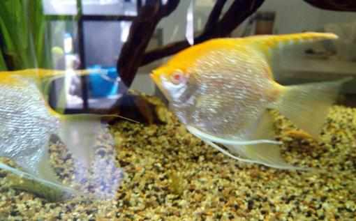 紅眼鑽石神仙魚怎麼養？紅眼鑽石神仙魚的簡介