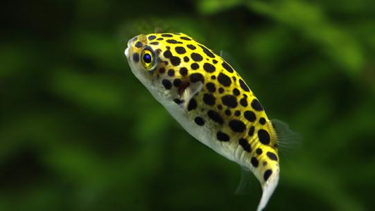 潛水艇魚怎麼養？潛水艇魚選魚技巧