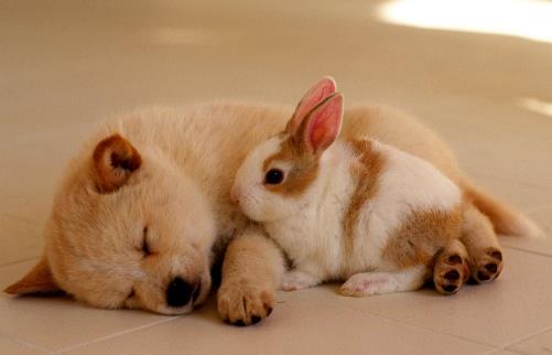 喂小狗吃飯狗狗用餐順序的訓練方法