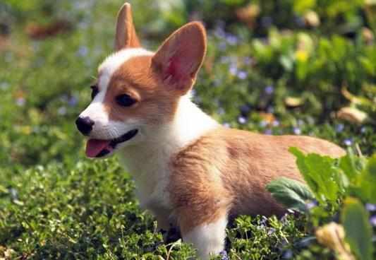 關於愛狗的日常急救常識