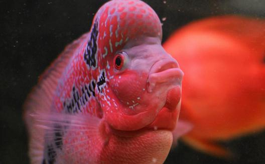 花角羅漢魚怎麼養？花角羅漢魚的壽命