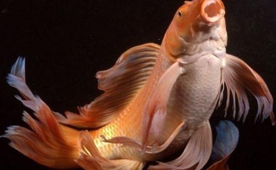 大正三色錦鯉的飼養環境-大正三色錦鯉怎麼養？