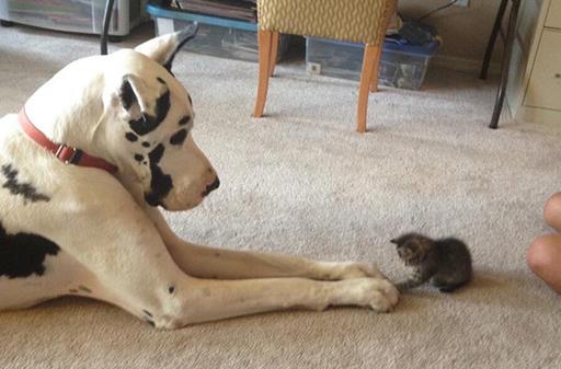 猫狗一起養的幾大好處，鏟屎官都懂，可就是花費太大了！