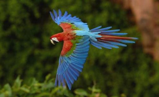 綠翅金剛鸚鵡怎麼繁殖？綠翅金剛鸚鵡的飼養方法