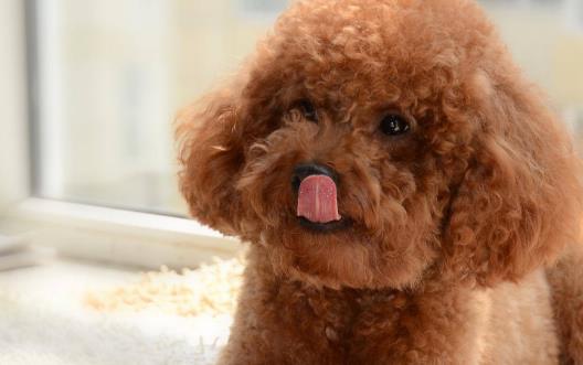 糾正狗狗壞習慣訓練方法使你的狗兒服從