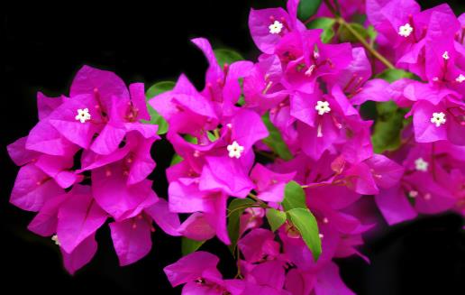 花卉的養殖注意事項根據家居風水不同養殖不同的花卉