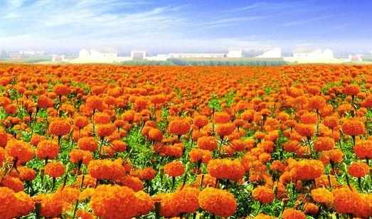 萬壽菊怎麼養護?萬壽菊的特徵