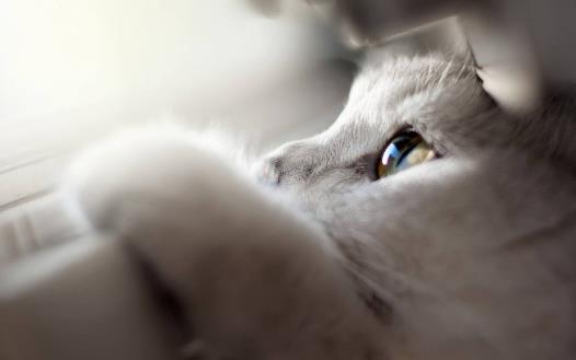 猫咪總會在家門口等主人你是它的唯一喵生伴侶