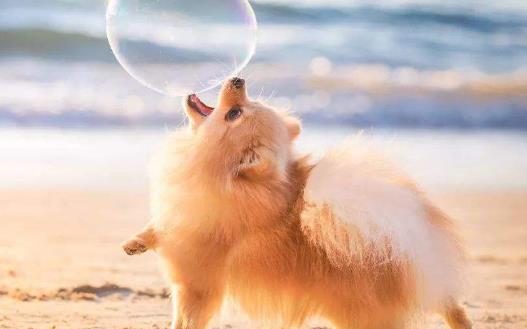 與狗狗互動交流感情的技巧互動訓練因犬制宜