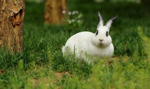熊貓兔多少錢能够買得到？