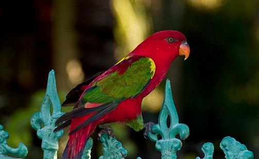 喋喋吸蜜鸚鵡的簡介喋喋吸蜜鸚鵡的產地