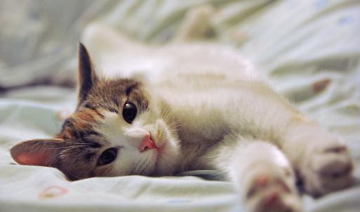 如何照顧好懷孕的猫咪