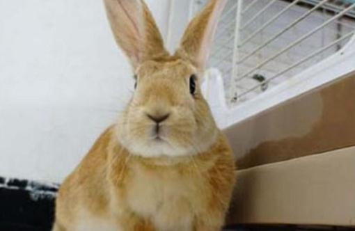 忌亷兔怎麼養？忌亷兔的產地