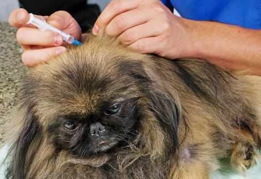 狗狗不配合打針怎麼辦給狗狗打針吃藥的方法