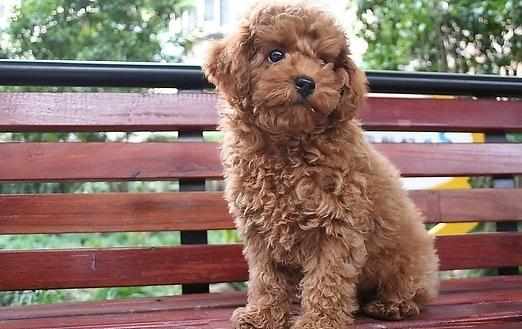 三個月的泰迪怎麼養養泰迪必須具備的條件