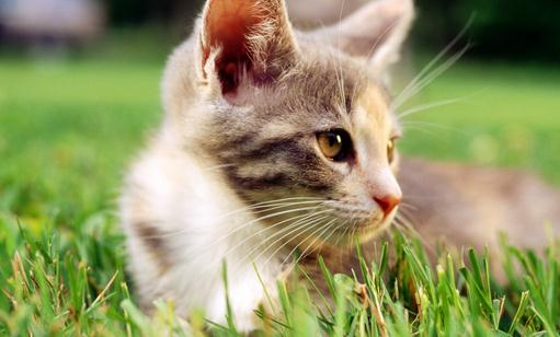 給猫咪做絕育手術需要注意的事項