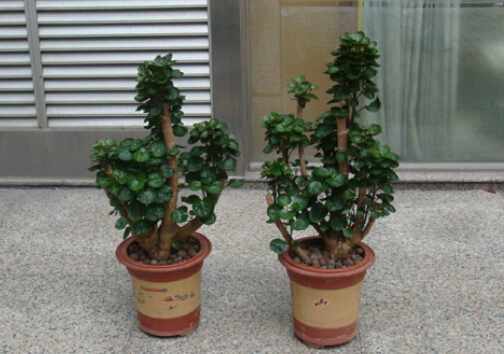 福祿桐對環境的影響-福祿桐的風水作用