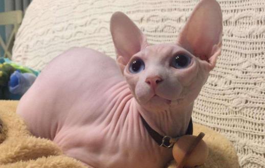 無毛猫不是真的無毛不能讓猫毛過敏者實現養貓願望