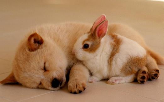 狗狗不可食用的食物初養幼犬須知