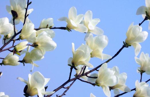 白玉蘭的養殖方法-白玉蘭是怎麼樣的?