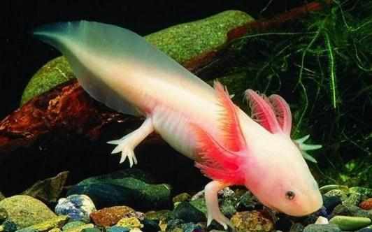 恐龍魚的簡介-恐龍魚怎麼樣？