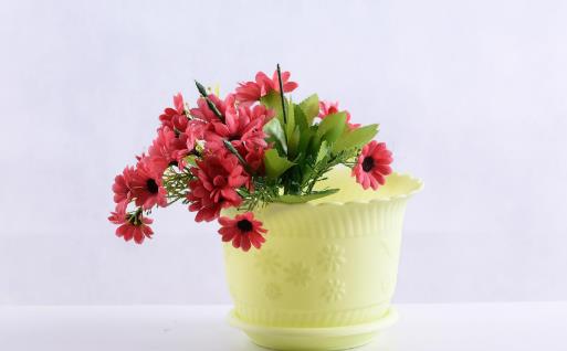 養花時花盆大小和深淺的選擇教你在養花路上少走彎