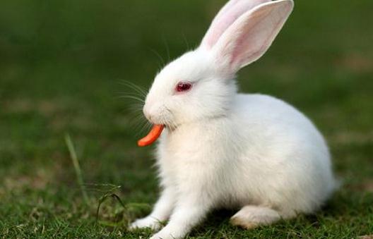家兔有什麼生活習性特徵？