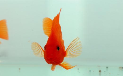 血鸚鵡的風水學應用有哪些?