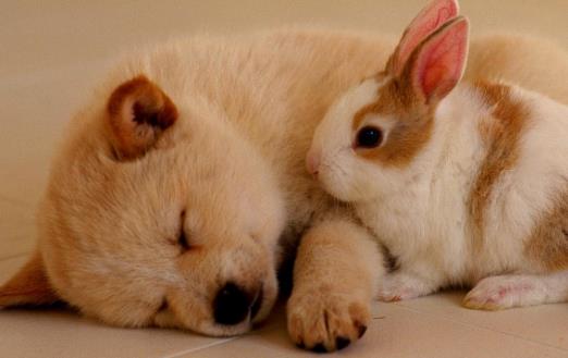 狗狗隨地大小便訓練狗狗定點排便之秘笈