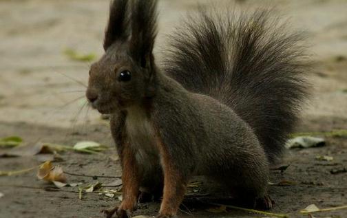 魔王松鼠的品種-魔王松鼠怎麼養？