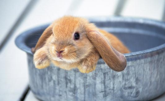 垂耳兔怎麼養？垂耳兔的產地