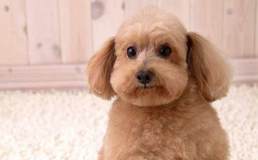 秋季新犬飼養注意事項