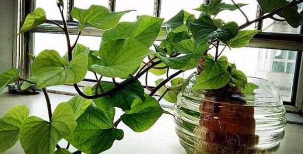 洋芋發芽不能吃了就得扔掉？四種巧用發芽洋芋的實用小妙招