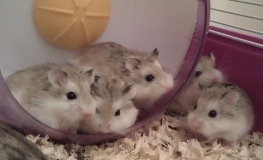 老公公倉鼠的簡介-老公公倉鼠的形態特徵