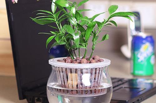 水培植物的養護技巧養護水培植物的注意事項