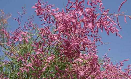 多枝檉柳有什麼功效與用途